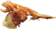 Image of a Black Swallower