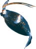 Image of a Cockatoo Squid