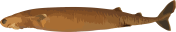 Image of a Cookiecutter Shark
