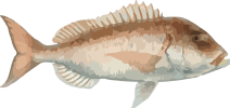Image of a Dentex