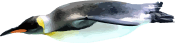 Image of a Emperor Penguin Dive