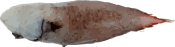 Image of a Faceless Fish