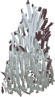 Image of a Giant Tube Worm