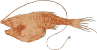 Image of a Gigantactis