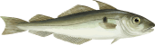 Image of a Haddock