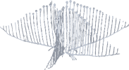 Image of a Harp Sponge
