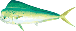 Image of a Mahi-mahi