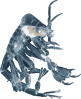 Image of a Phronima