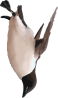 Image of a Thick-Billed Murre Dive