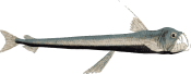 Image of a Viperfish
